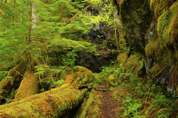 a picture of an Pacific Northwest forest trail