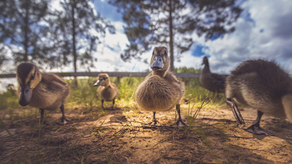 Enten als Familie in der Gruppe mit Mutter und kleinen Küken im Gras bei Sonne im Sommer in Schweden
