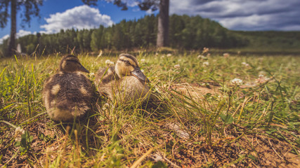 Enten als Familie in der Gruppe mit Mutter und kleinen Küken im Gras bei Sonne im Sommer in Schweden