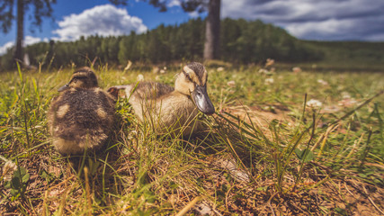Enten als Familie in der Gruppe mit Mutter und kleinen Küken im Gras bei Sonne im Sommer in Schweden
