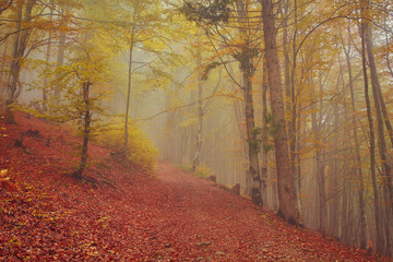 Forest trail in the mountains on autumn day.