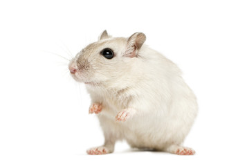 White hamster sitting, isolated on white