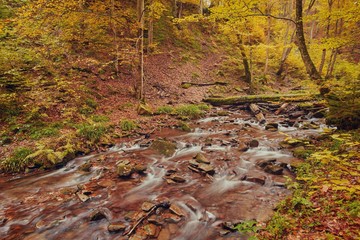 rapid mountain river in autumn.