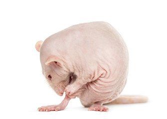 Hairless rat washes, isolated on white