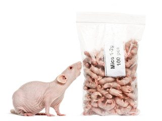Hairless rat smelling pack of dead babies mice, isolated on whit