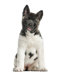 American akita sitting, isolated on white