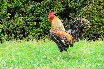 Closeup shot of big adult rooster