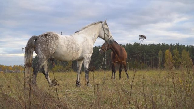 love game and courtship between  two horses on the autumn meadow