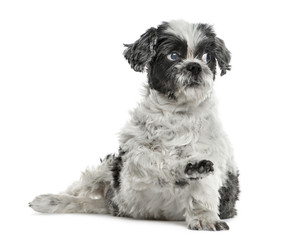Shih tzu sitting pawing up, isolated on white