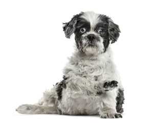Shih tzu sitting pawing up, isolated on white