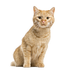 European cat sitting, isolated on white