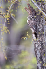 Vertical image of wild Spotted Owlet, Athene brama, small owl with yellow eyes, staring from tree hole on the beginning of wet season. Spotted Little Owl in its natural environment. Ranthambore,India.