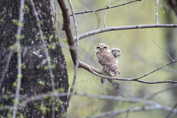 Wild Spotted Owlet, Athene brama, small owl with yellow eyes, perched on branch in indian forest  on the beginning of wet season. Spotted Little Owl in its natural environment. Ranthambore park.