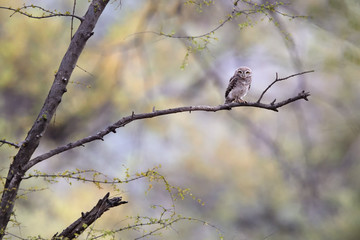 Wild Spotted Owlet, Athene brama, small owl with yellow eyes, perched on branch in indian forest  on the beginning of wet season. Spotted Little Owl in its natural environment. Ranthambore park.