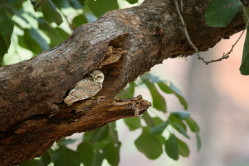 Wild owl, Spotted Owlet, Athene brama, indian owl in its typical environment during a day, hidden in tree hollow, staring directly at camera. Ranthambore,Rajasthan,India.
