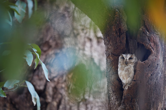 Portrait of  Indian scops owl, Otus bakkamoena, staring from tree hole. Typical owl of dry indian forest. Scops owl in its typical environment. Wilpattu, Sri Lanka.