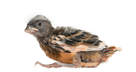 Fototapeta premium Baby canary, isolated on white