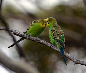 Wild Budgie