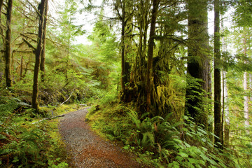 Obraz premium a picture of an Pacific Northwest forest trail