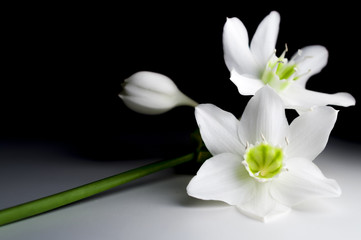 bouquet of white daffodils on a dark background