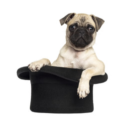 Pug sitting in a black hat, isolated on white