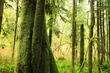 a picture of an Pacific Northwest rainforest