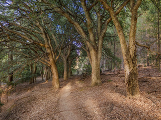 Fototapeta na wymiar Cork tree Grove