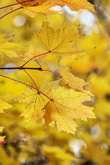 maple leaves in autumn