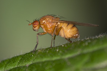 Small wild fly on the grass.Lauxaniidae.