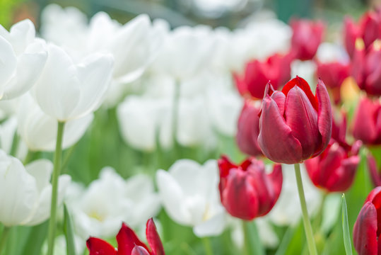 Fresh red and white tulip flowers in park with bokeh in background, Spring and summer concept.
