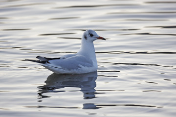 Black headed Gull