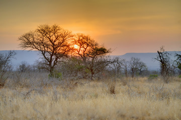 SUNSET OVER NATAL SAND FOREST , Mkuze, Kwazulu Natal, South Africa