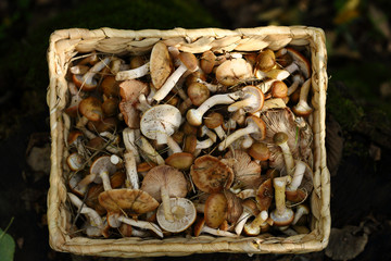 fresh Forest Mushrooms