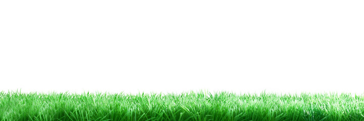 Fototapeta na wymiar Gras freigestellt auf weiß in Panorama Format