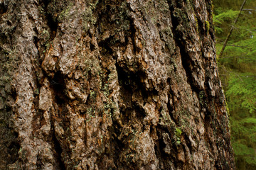 a picture of an Pacific Northwest old growth Douglas fir tree