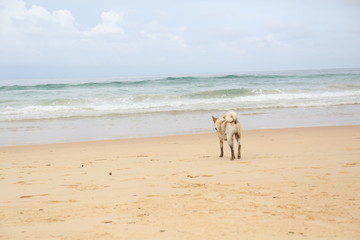 Dog at the beach
