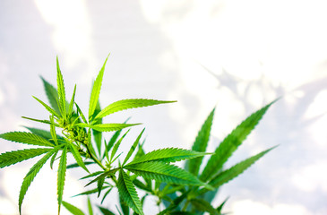 The cannabis plant, marijuana plant, isolated on white background
