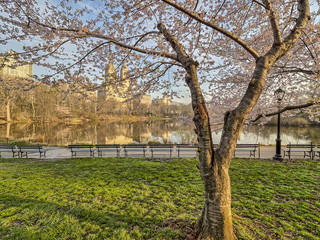 Central Park, New York City spring