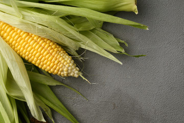  corn maize closeup on gray