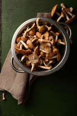 Forest Honey agaric Mushrooms in colander