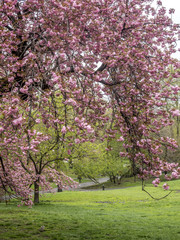Japese Cherry Trees in Spring Central Park