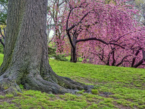Japese Cherry Trees in Spring Central Park