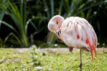 Flamant rose