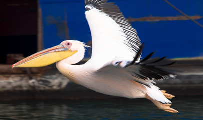 Pelikan im Landeanflug, Namibia