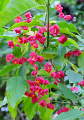 Spindle tree(euonymus) in the forest.