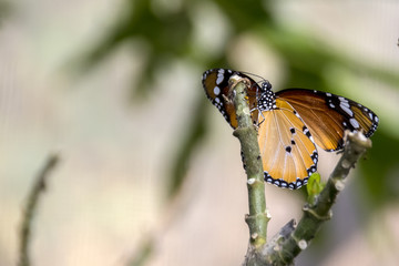 African Monarch Butterfly on green branches close-up on blurred background