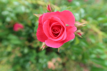 Pink rose