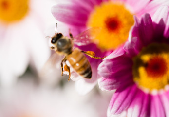 Bee and pink flowers