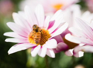 Obraz premium Bee on flower