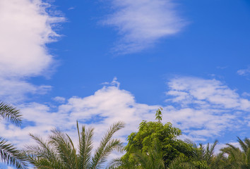 Fototapeta na wymiar Summer Cloud Palm